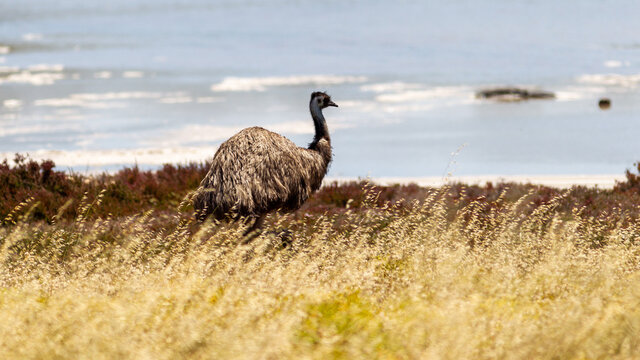 An emu walking alone in the Coorong national park South australia on november 8th south australia