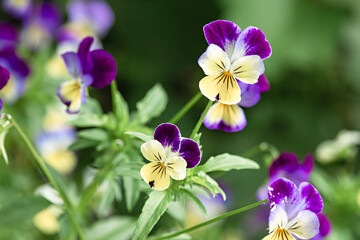 Pansies
