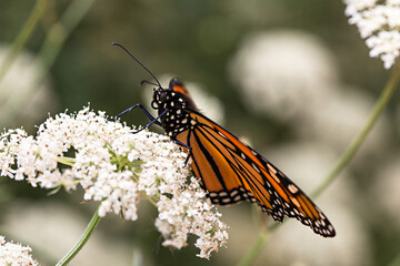 Monarch Eating