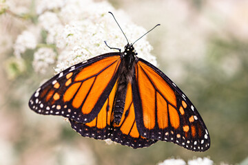 Monarch Wings