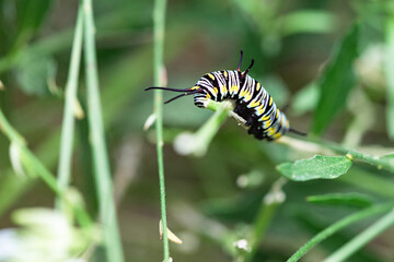 Happy Caterpillar
