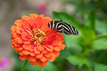 Stripped butterfly and Orange flower