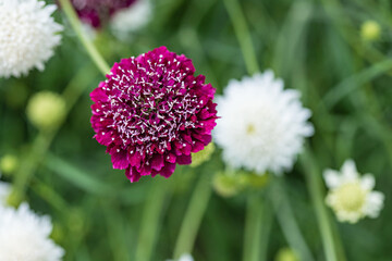 Zinnias