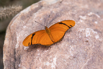 Orange Butterfly