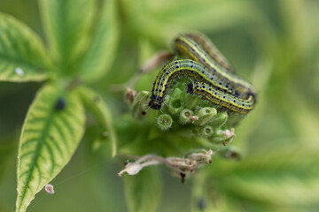 Caterpillars