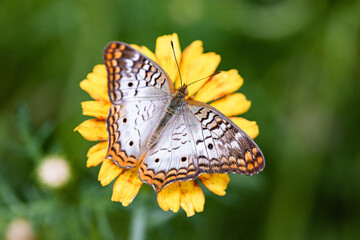 Yellow Flower and Butterfly