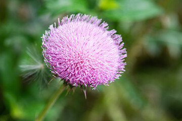 Pom Flower