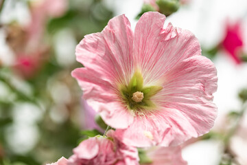 Hollyhock2