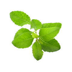 Fototapeta premium Indian Marsh Fleabane (Pluchea indica (L.) Less.) Plants with medicinal properties.