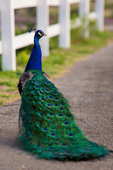 Obraz premium Peacock looking away