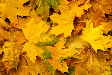 Top view of dry autumn leaves on ground as background