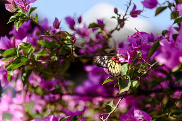 Butterfly on flower,Delias pasithoe and Bougainvillea glabra