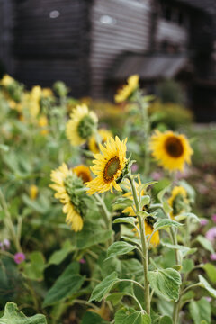Sunflowers on a farm in the village.