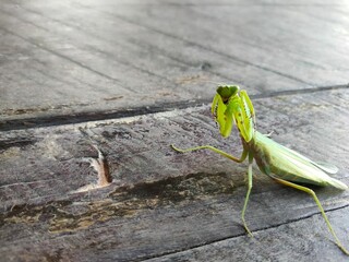 praying mantis on leaf