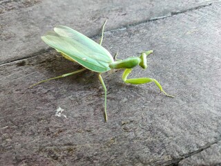 green praying mantis