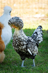 Close up of the Silky Chicken eyes