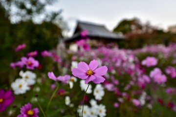 日本の奈良のコスモス寺, 般若寺