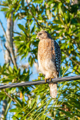 Red shouldered hawk perched on telephone wire near tropical forest