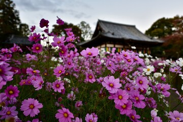 日本の奈良のコスモス寺, 般若寺