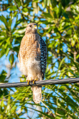 Red shouldered hawk perched on telephone wire near tropical forest