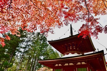 日本の和歌山の寺の紅葉, 高野山