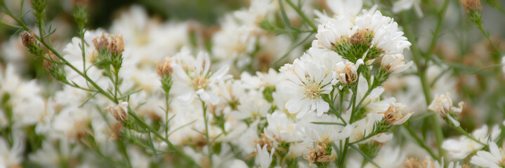 White cutter flowers blooming in the garden, card 