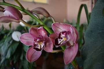 Hermosa orquídea con colores rosas y morado 