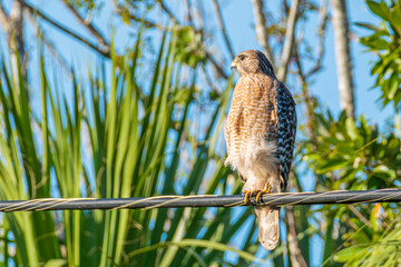 Red shouldered hawk perched on telephone wire near tropical forest