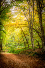 beech trees in autumn, bright colors, leaves that mark the paths
