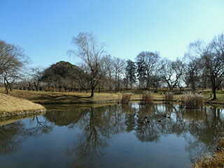 Fototapeta na wymiar 池に木が反射する風景／古河総合公園（茨城県古河市）