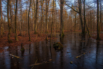 Frozen forest in the fall