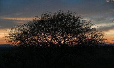 Obraz premium Mesquite a contraluz