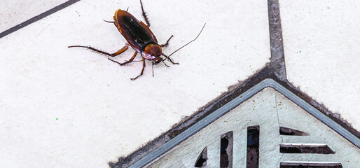 cockroach entering a dirty bathroom drain. Poor hygiene, problem with pests and insects at home