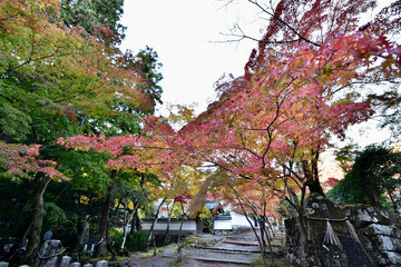 日本の大阪の紅葉