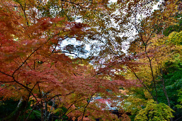 日本の大阪の紅葉