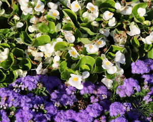 bees pollinate the beautiful bright Philadelphus and Ageratum in a sunny summer garden
