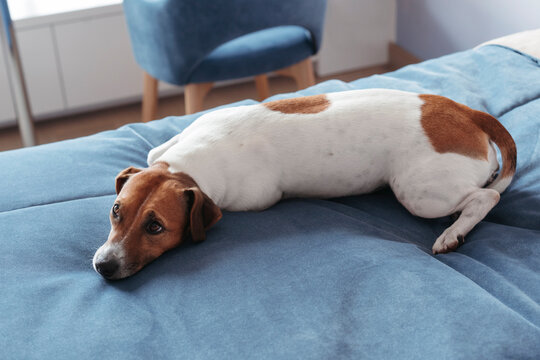 Bored dog at home.