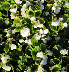 beautiful lush white Philadelphus blooms in a sunny summer garden