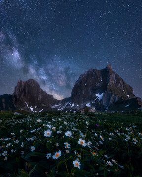 White buttercup meadow in front of mountains in spring