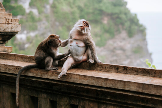 A family of monkeys in their natural environment.