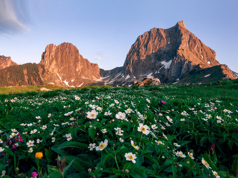 White buttercup meadow in front of mountains in spring