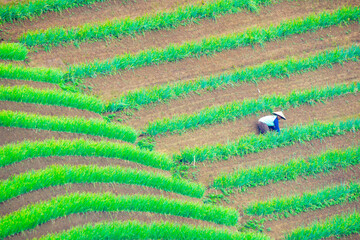 Farmers work in the lush green, terraced, sloppy onion fields in the morning captured high and long distance angles.