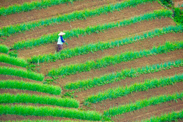 Farmers work in the lush green, terraced, sloppy onion fields in the morning captured high and long distance angles.