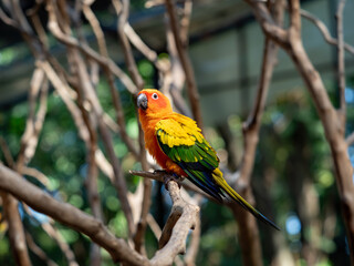 Close-up Sun Conure Parrot Perched on Branch Isolated on Background
