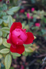 赤いバラ　薔薇の花　ガーデニング  庭　園芸