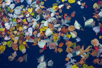 Leaves in a lake 2