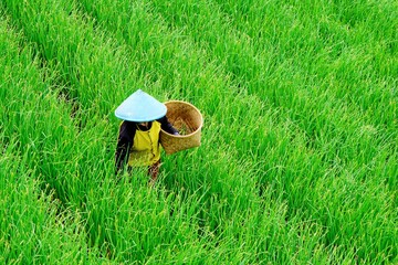 Farmers work in the lush green, terraced, sloppy onion fields in the morning captured high and long distance angles.