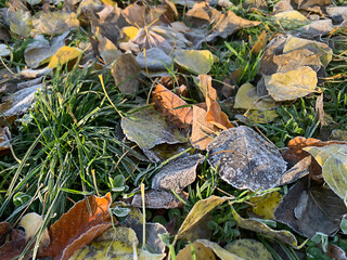 Morning hoarfrost on fallen autumn leaves, selective focus