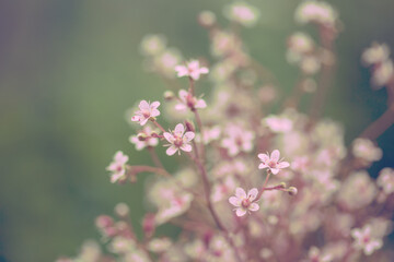 Spring flowers. Romantic Toned floral abstract nature background. Gentle soft outdoors close-up macro. Vintage Summer template border. For womens, Mothers day. Blurred delicate cards, free copy space