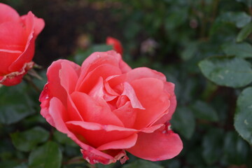 赤いバラ　薔薇　ガーデニング  花